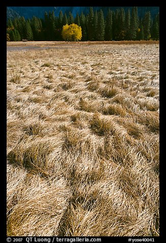Grasses in autumn and aspen cluster, Ahwahnee Meadow. Yosemite National Park (color)