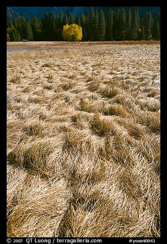 Grasses in autumn and aspen cluster, Ahwahnee Meadow. Yosemite National Park, California, USA.