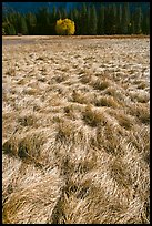 Grasses in autumn and aspen cluster, Ahwahnee Meadow. Yosemite National Park, California, USA. (color)