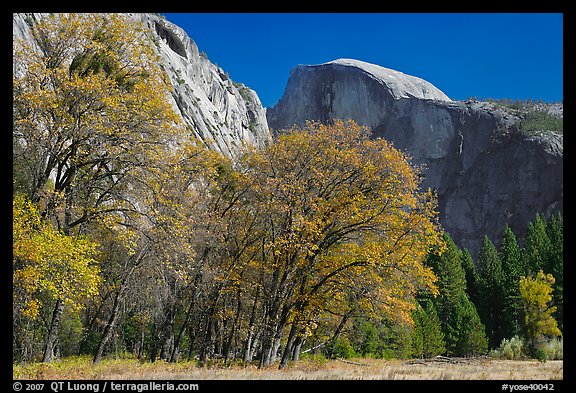Trees in autumn foliage and Half Dome, Ahwahnee Meadow. Yosemite National Park (color)