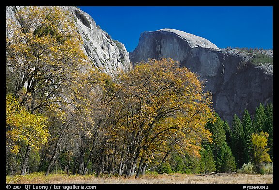 Trees in autumn foliage and Half Dome, Ahwahnee Meadow. Yosemite National Park, California, USA.