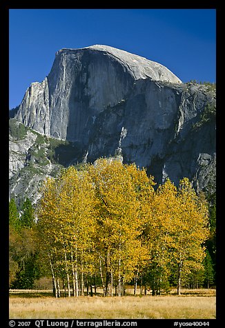 Aspens and Half Dome in autumn. Yosemite National Park, California, USA.