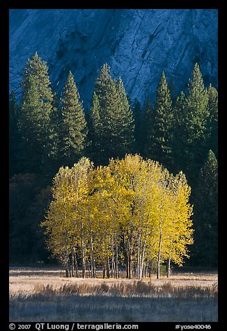 Aspens, Pine trees, and cliffs, late afternoon. Yosemite National Park, California, USA.