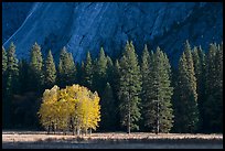 Aspens in fall foliage, evergreens, and cliffs. Yosemite National Park, California, USA.