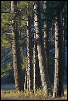 Pine trees, late afternoon. Yosemite National Park, California, USA. (color)