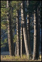 Pine trees, late afternoon. Yosemite National Park, California, USA.