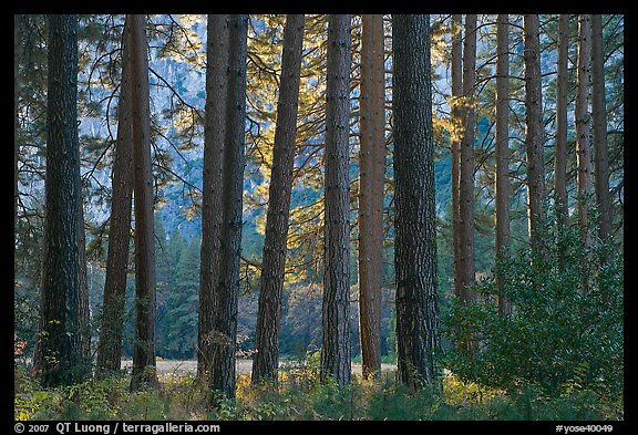 Pine trees bordering Cook Meadow. Yosemite National Park, California, USA.