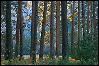 Pine trees bordering Cook Meadow. Yosemite National Park, California, USA. (color)