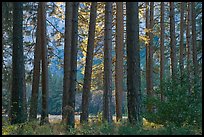 Pine trees bordering Cook Meadow. Yosemite National Park, California, USA.