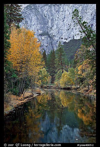Trees in autumn foliage reflected in Merced River. Yosemite National Park, California, USA.
