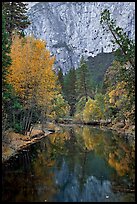 Trees in autumn foliage reflected in Merced River. Yosemite National Park, California, USA.