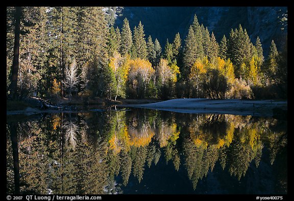 Sunlit trees and reflections, Merced River. Yosemite National Park, California, USA.