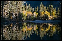 Sunlit trees and reflections, Merced River. Yosemite National Park, California, USA. (color)