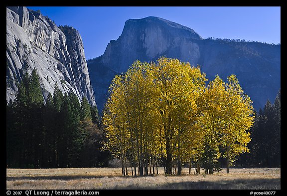 Aspen stand and Half-Dome, morning. Yosemite National Park, California, USA.