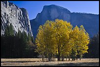 Aspen stand and Half-Dome, morning. Yosemite National Park, California, USA.