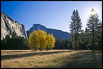Ahwahnee Meadow with sun shinnig through tree, early morning. Yosemite National Park, California, USA. (color)