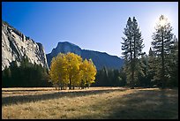 Ahwahnee Meadow with sun shinnig through tree, early morning. Yosemite National Park, California, USA.