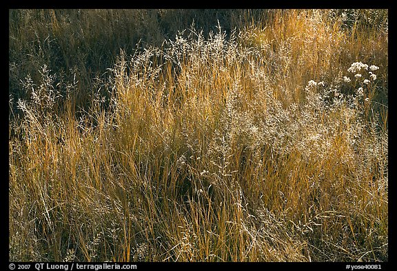 Close-up of grasses in autumn. Yosemite National Park, California, USA.