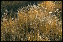 Close-up of grasses in autumn. Yosemite National Park, California, USA.