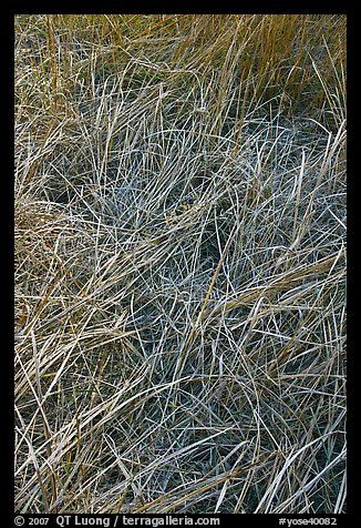 Grasses and morning frost. Yosemite National Park (color)