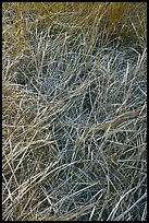 Grasses and morning frost. Yosemite National Park, California, USA. (color)