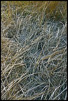 Grasses and morning frost. Yosemite National Park, California, USA.