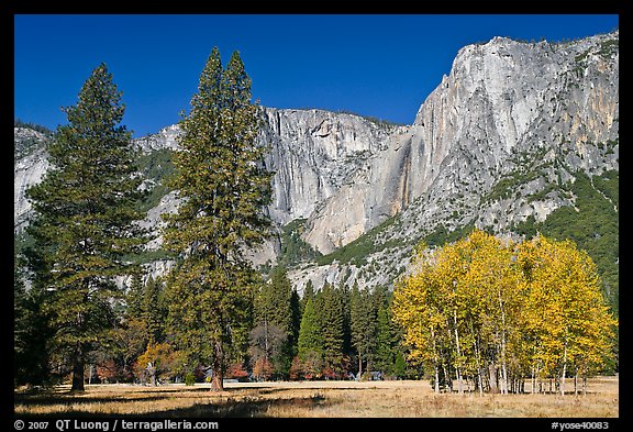 Aspens, pine trees, and Yosemite Falls wall in autum. Yosemite National Park, California, USA.