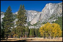 Aspens, pine trees, and Yosemite Falls wall in autum. Yosemite National Park, California, USA. (color)