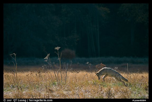 Coyote jumping in meadow. Yosemite National Park, California, USA.