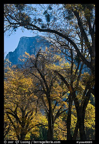 Oak trees and Half-Dome. Yosemite National Park, California, USA.