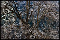 Backlit Elm tree branches. Yosemite National Park, California, USA.