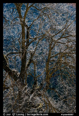 Branches of Elm tree and light. Yosemite National Park, California, USA.