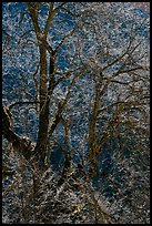 Branches of Elm tree and light. Yosemite National Park, California, USA.