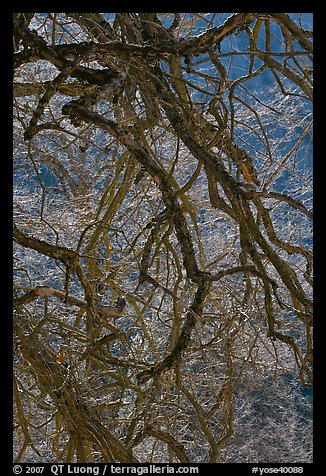 Dendritic branches pattern. Yosemite National Park (color)