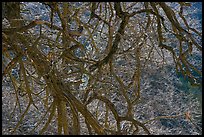 Backlit branches. Yosemite National Park, California, USA.