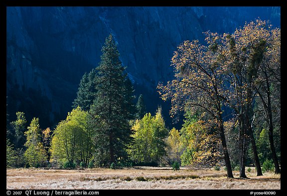 Trees in various foliage stages in Cook Meadow. Yosemite National Park (color)