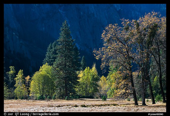 Trees in various foliage stages in Cook Meadow. Yosemite National Park, California, USA.