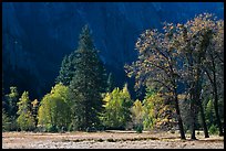 Trees in various foliage stages in Cook Meadow. Yosemite National Park, California, USA.