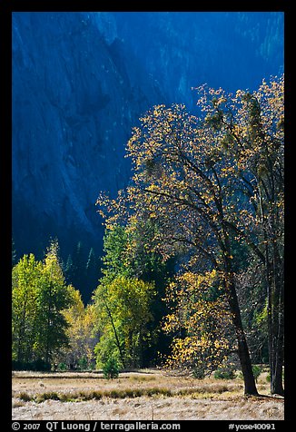 Autumn trees in Cook Meadow. Yosemite National Park, California, USA.