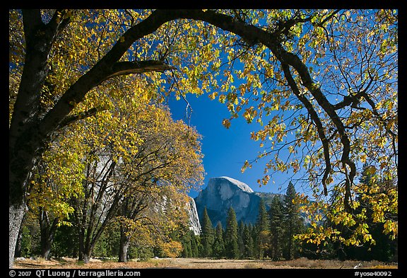 Arched branch with autumn leaves and Half-Dome. Yosemite National Park, California, USA.