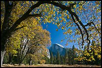 Arched branch with autumn leaves and Half-Dome. Yosemite National Park, California, USA. (color)