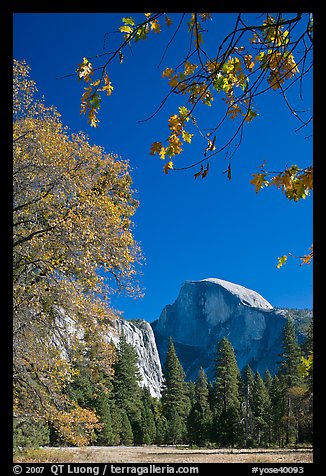 Half-Dome framed by branches with leaves in fall foliage. Yosemite National Park (color)
