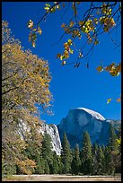 Half-Dome framed by branches with leaves in fall foliage. Yosemite National Park, California, USA. (color)