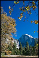 Half-Dome framed by branches with leaves in fall foliage. Yosemite National Park, California, USA.