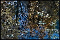 Reflections of cliffs and trees in creek. Yosemite National Park ( color)