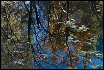 Reflections of cliffs and trees in creek. Yosemite National Park, California, USA.