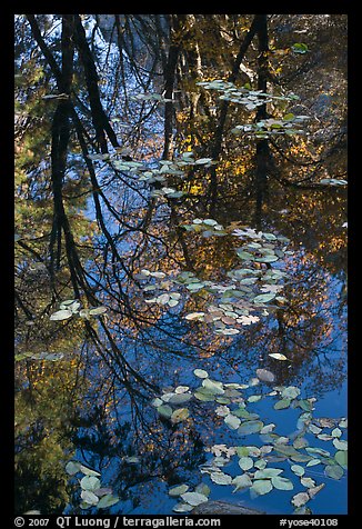 Fallen leaves and reflections. Yosemite National Park, California, USA.