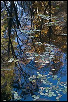 Fallen leaves and reflections. Yosemite National Park, California, USA.