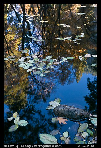 Creek with trees in autumn color reflected. Yosemite National Park (color)