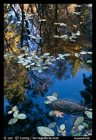 Creek with trees in autumn color reflected. Yosemite National Park, California, USA.